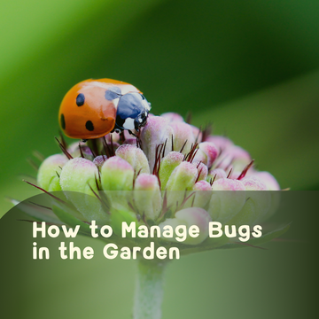 Managing Bugs in the Garden 🐛