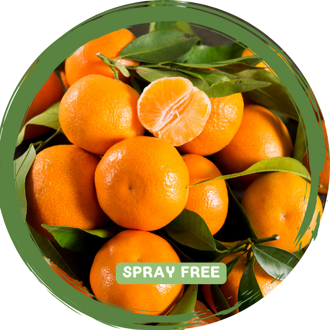 Mandarins - Local Spray Free