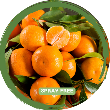 Mandarins - Local Spray Free