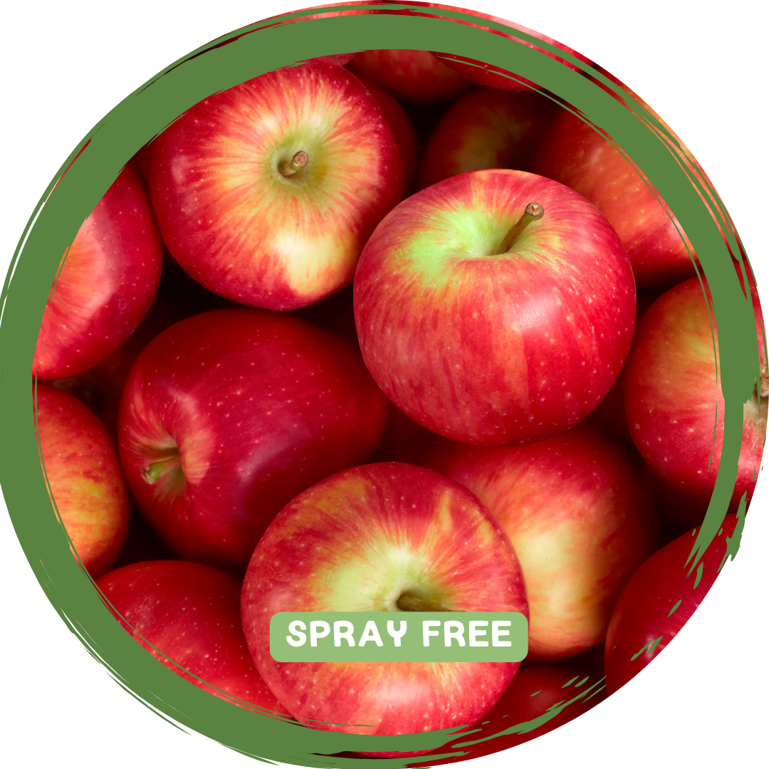 Apples Red x 2-3 - Spray Free_