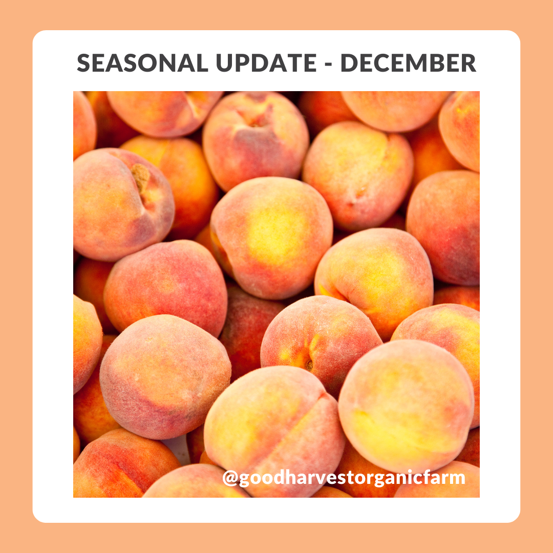 December Seasonal Update