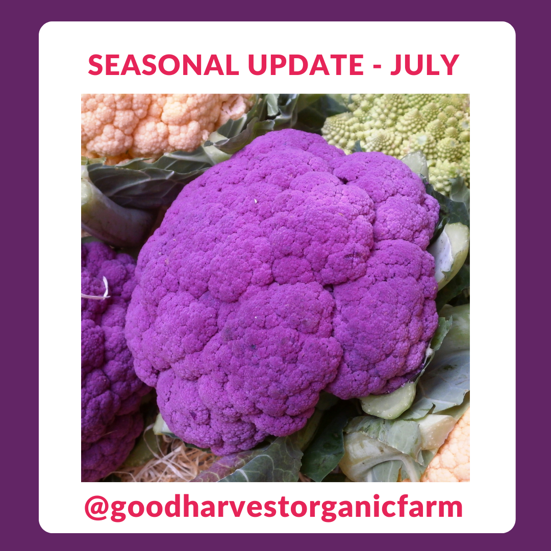 July Seasonal Update july-seasonal-update