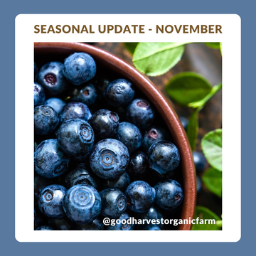 November Seasonal Update
