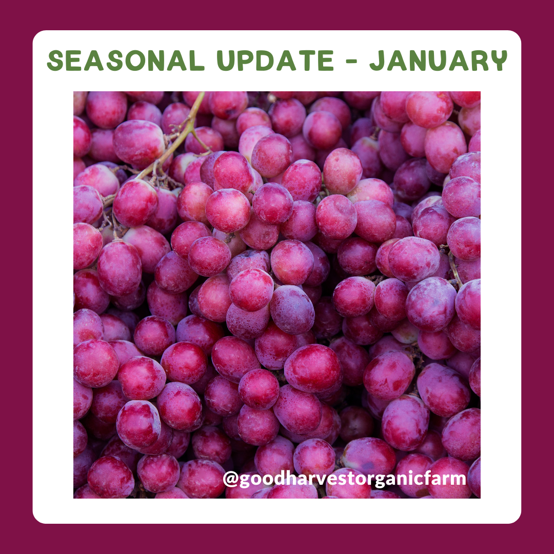 January Seasonal Update
