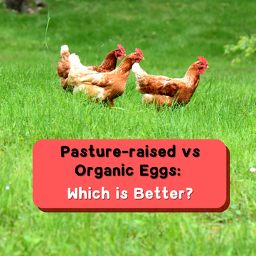 Pasture-Raised vs Organic Eggs: What’s the Real Difference?