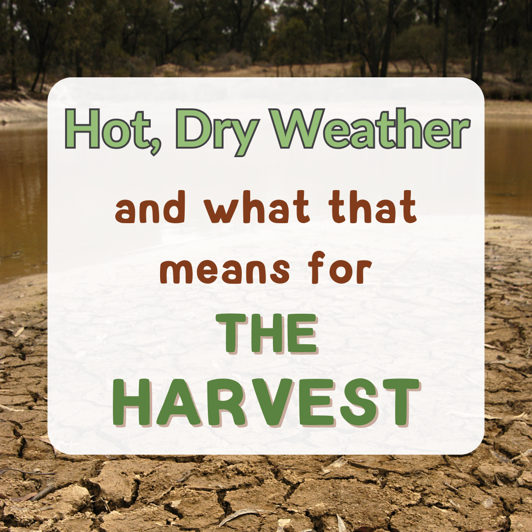 Hot, Dry Weather and what that means for the Harvest