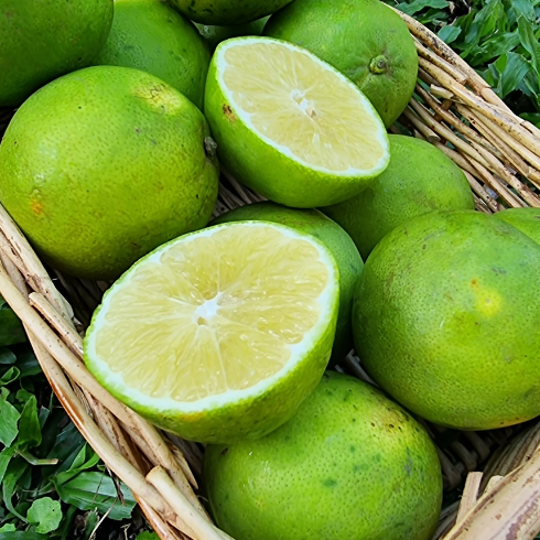 Lemonade Fruit - your new favourite citrus!