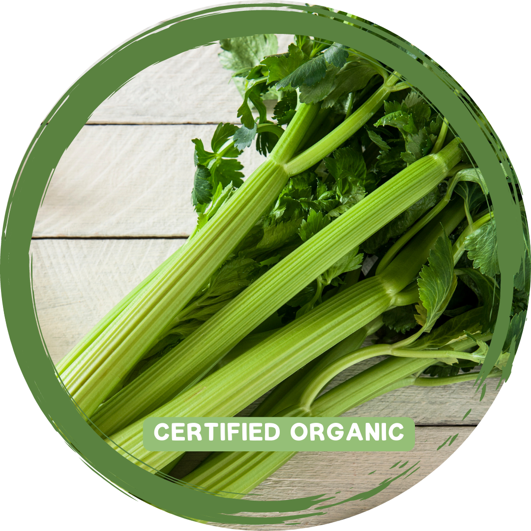 Celery Bunch- Tops Off -Certified Organic
