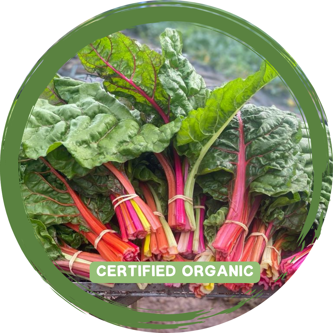 Silverbeet/Rainbow Chard - Certified Organic