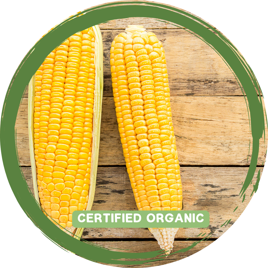 Corn Cob x 2 - Certified Organic_