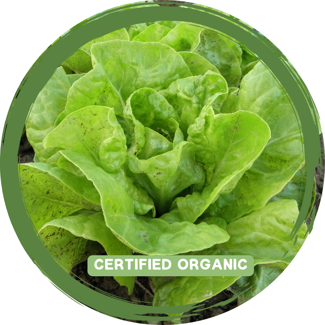 Cos Lettuce - Certified Organic
