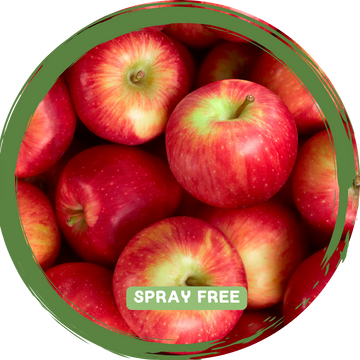 Apples Red - Spray Free