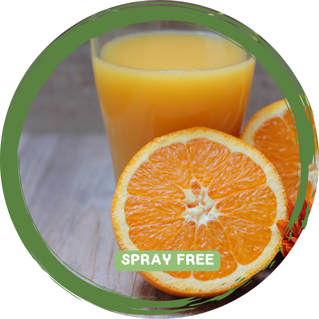 Oranges Juicing x 3 -4 - Local Sprayfree_