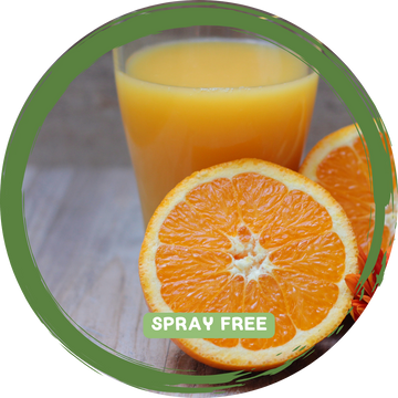 Oranges Juicing x 3 -4 - Local Spray Free_