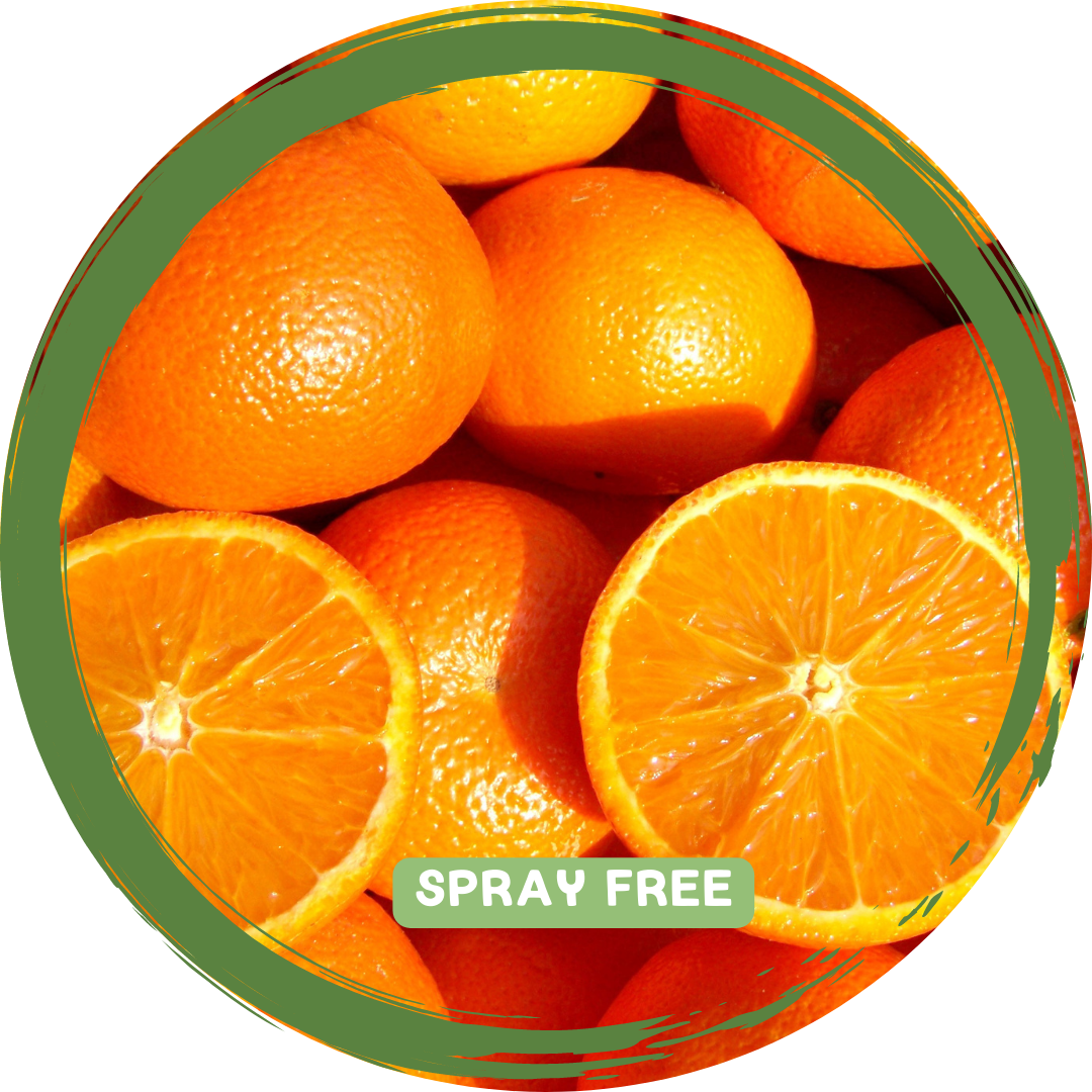 Oranges - Local Spray Free