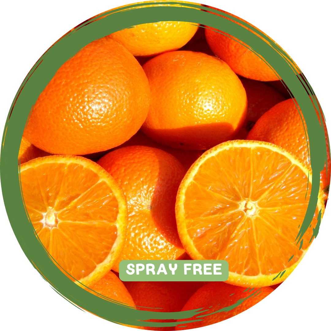 Oranges x 2-3 - Local Spray Free_