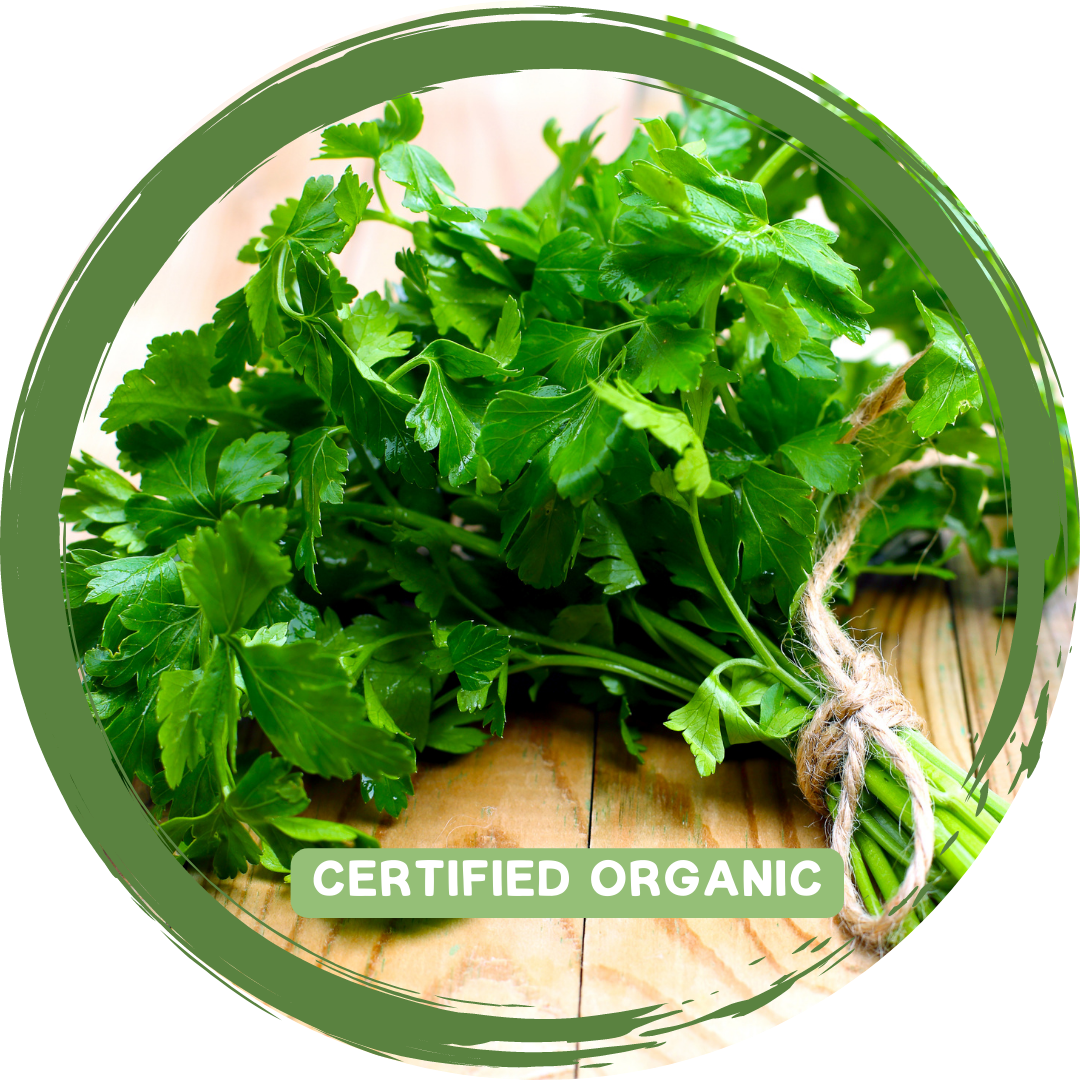 Parsley Flat Leaf - Certified organic