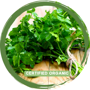 Parsley Flat Leaf - Certified organic_
