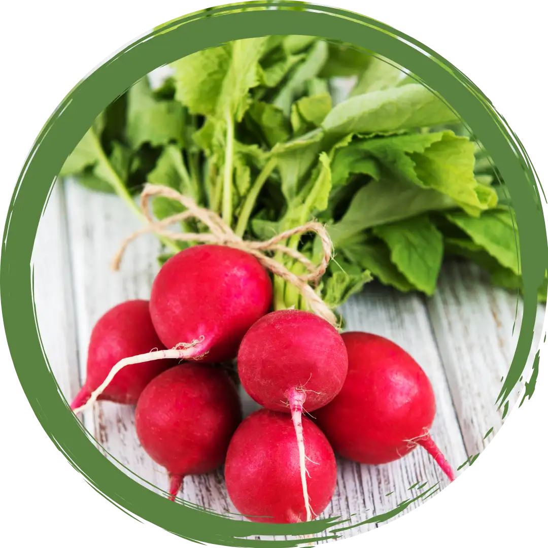 Red Radish Bunch Certified Organic