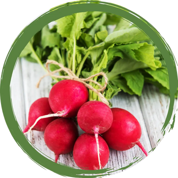 Red Radish Bunch Certified Organic