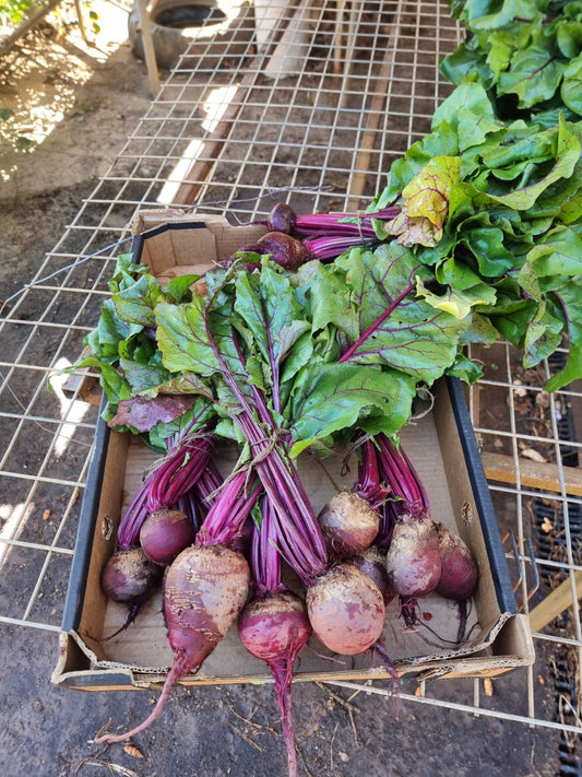 Beetroot Bunch