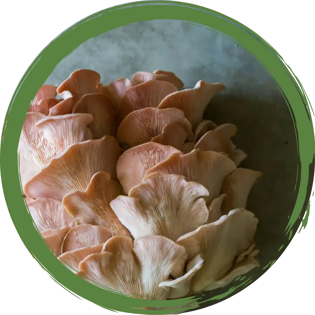 Oyster Mushrooms 150gm - Certified Organic