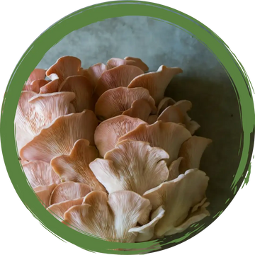 Oyster Mushrooms 150gm - Certified Organic