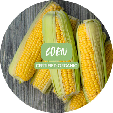 Corn Cob each - Certified Organic