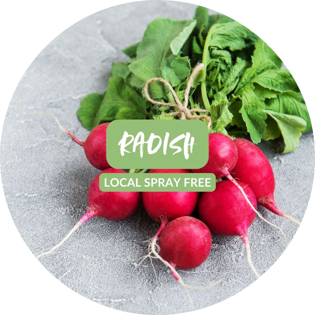 Red Radish Bunch Certified Organic